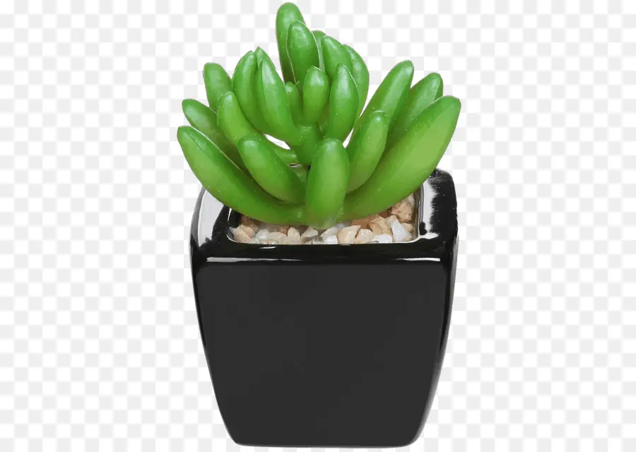 Plante Succulente，Vert PNG