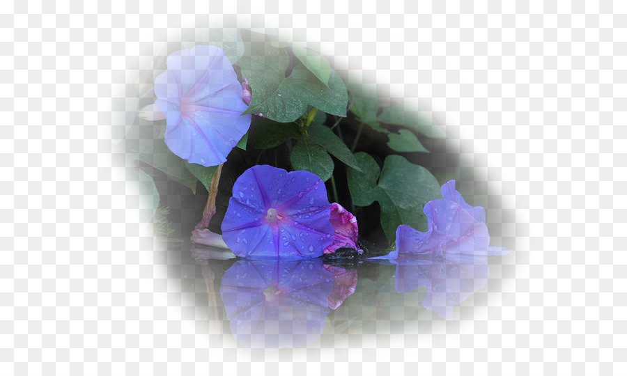 Ipomoea Violacea，Gloire Du Matin PNG