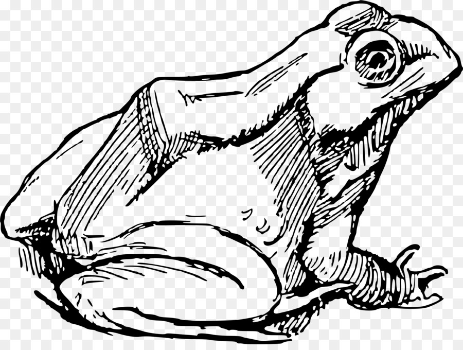 Grenouille，Dessin PNG