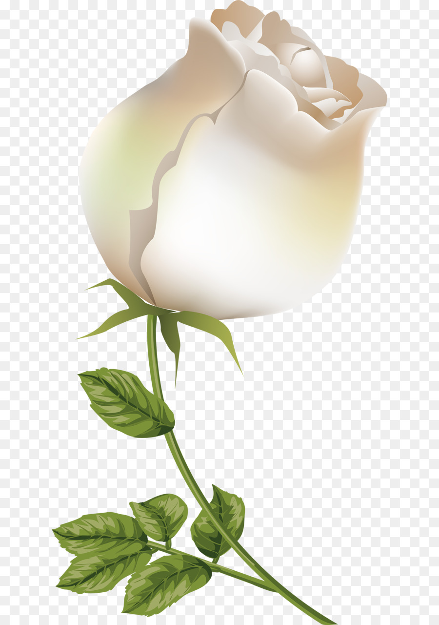 Rose Blanche，Tige PNG