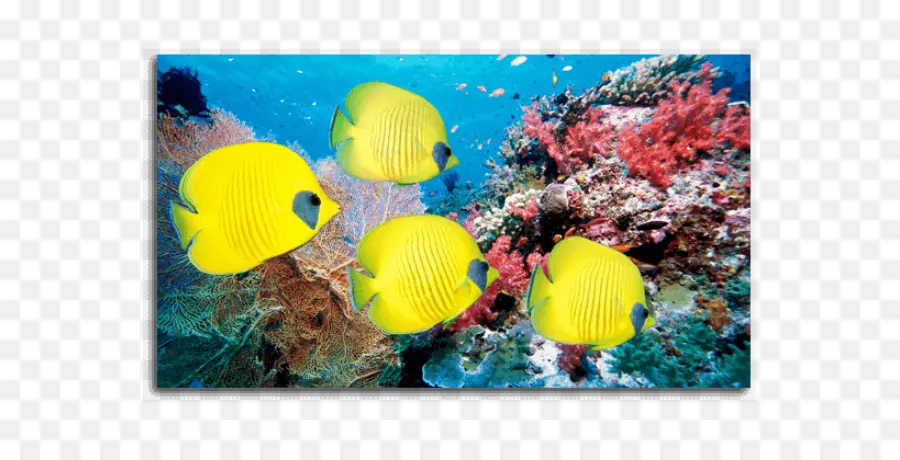 Poisson Jaune，Corail PNG