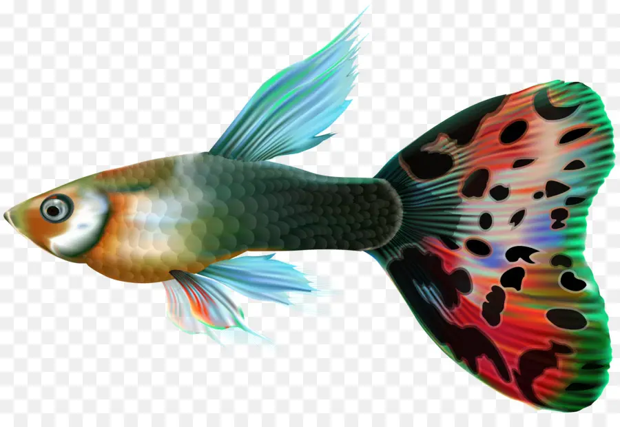 Guppy，Les Poissons PNG