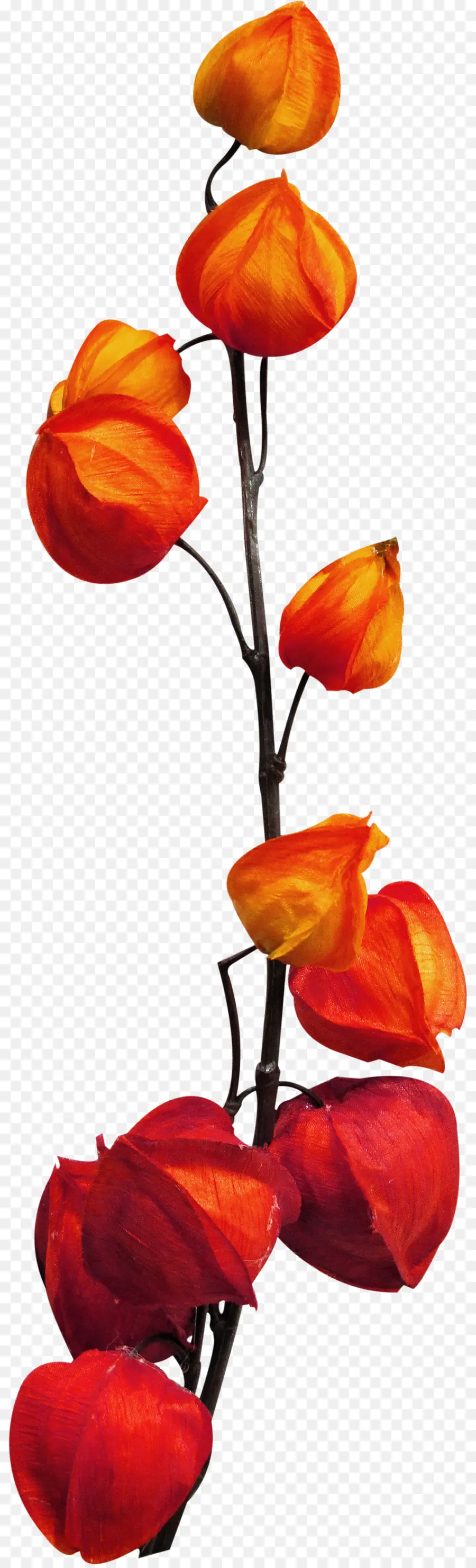 Fleurs Oranges，Tige PNG