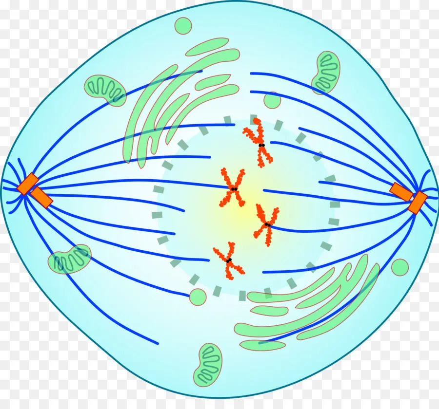 Prometaphase，Mitose PNG