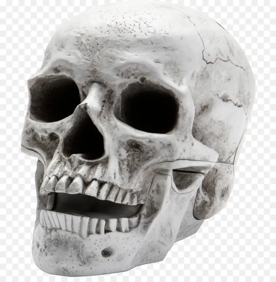 Crâne，Musée De L Ostéologie PNG