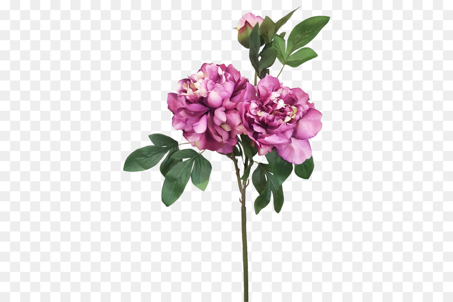 Les Fleurs Coupées，Des Rosacées PNG