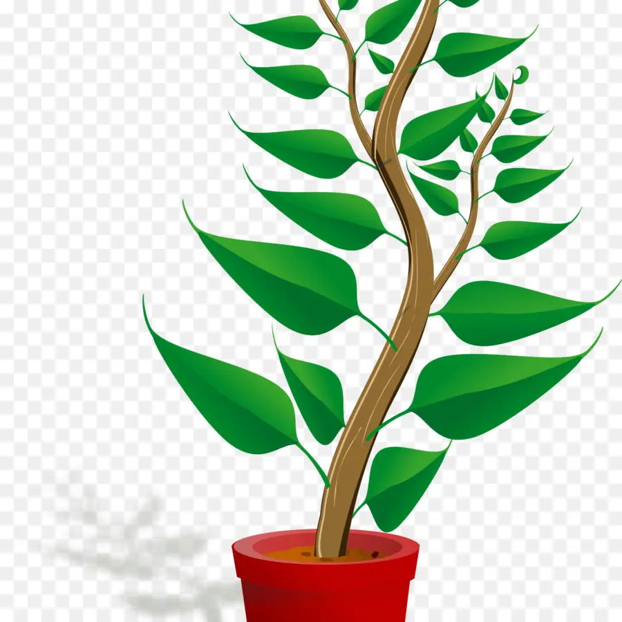 Plante En Pot，Feuilles PNG