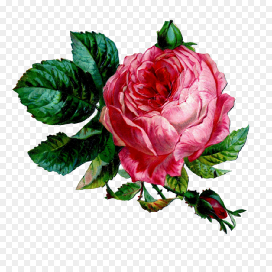 Fleurs Roses，Fleurir PNG