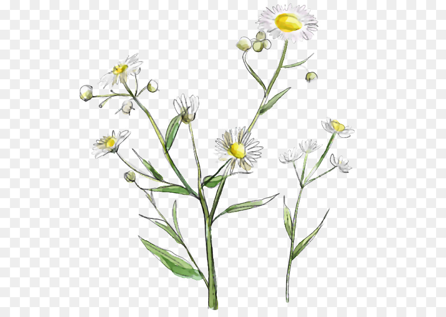 Fleur Sauvage，Blanc PNG