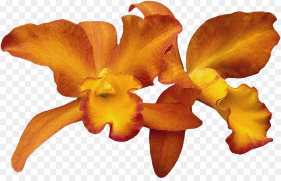 Orchidée Rose，Fleurir PNG