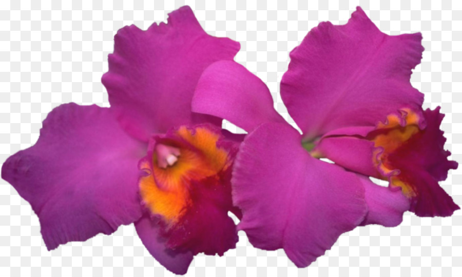 Orchidée Rose，Fleurir PNG