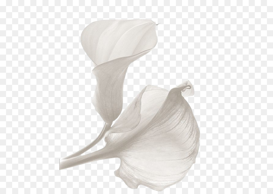 Lily Calla，Fleur PNG