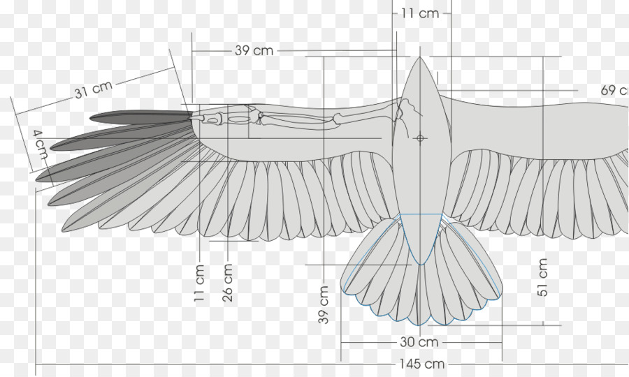 Oiseau，Aile PNG