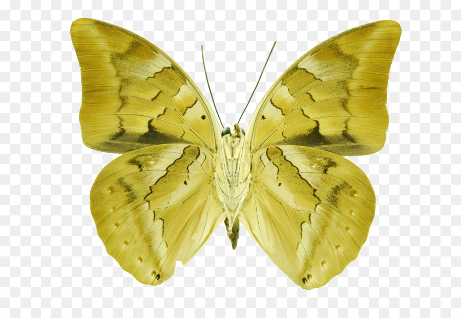 Papillon Jaune，Nature PNG