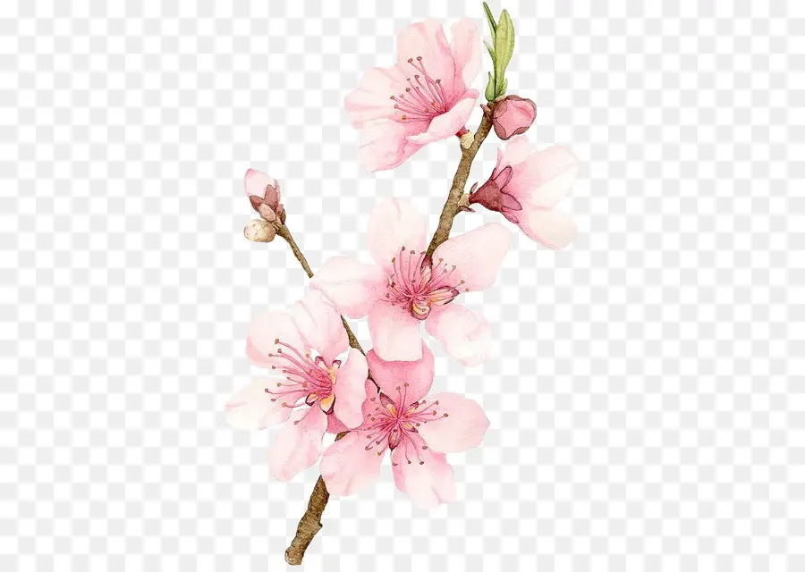 Fleur De Cerisier，Peinture à L Aquarelle PNG