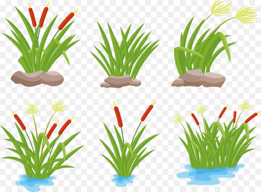 Dessin，Arecaceae PNG