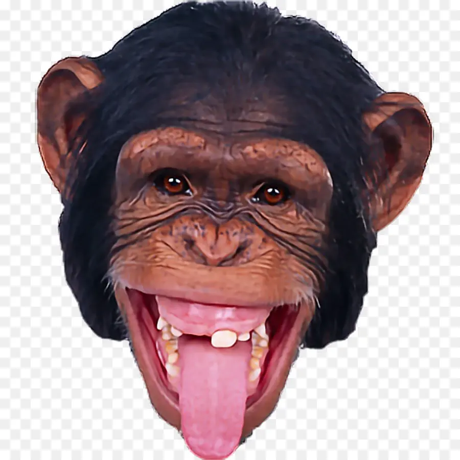 Masque De Singe，Costume PNG