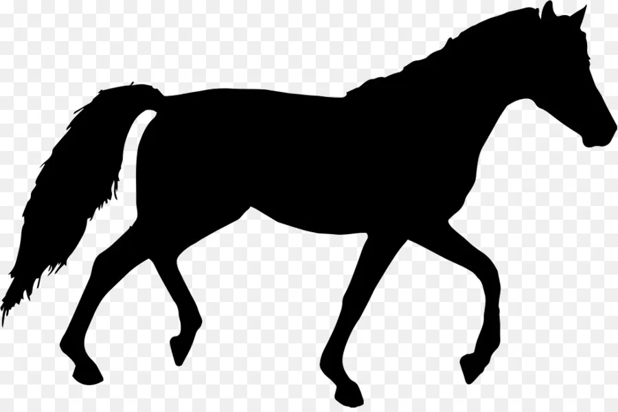 Silhouette De Cheval，Équin PNG