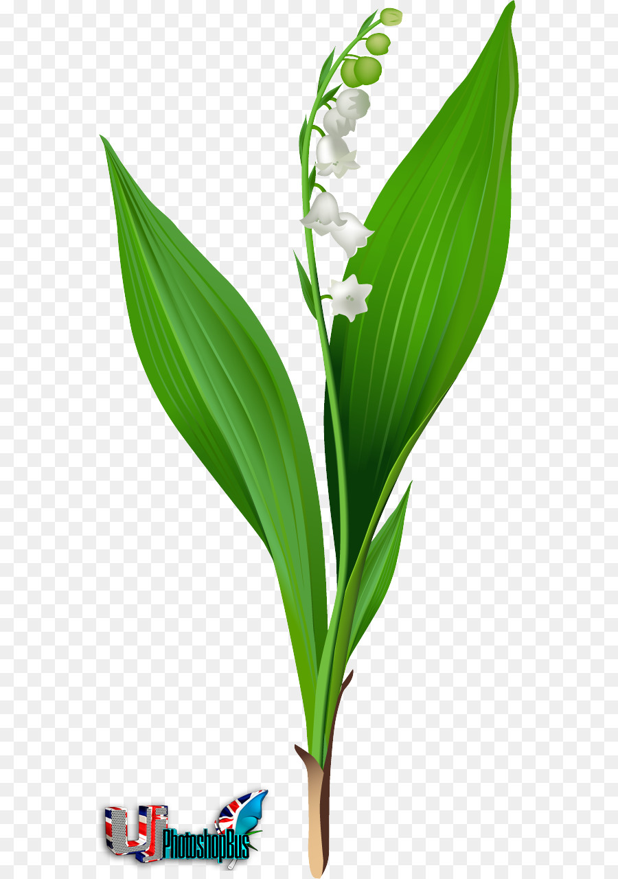 Muguet，Fleur PNG