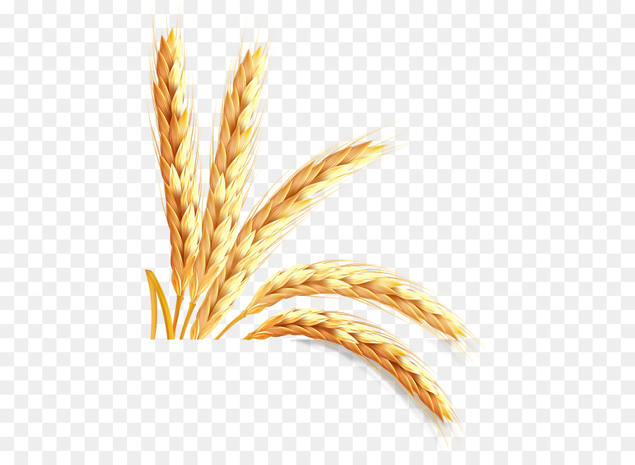 Blé，Grain PNG