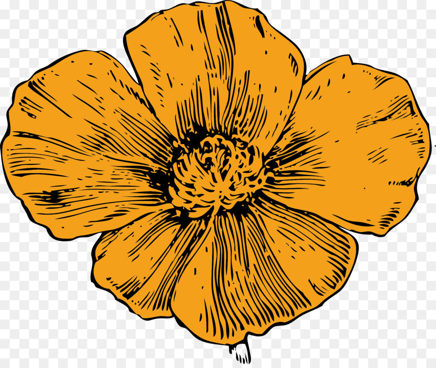 Fleur D'oranger，Orange PNG