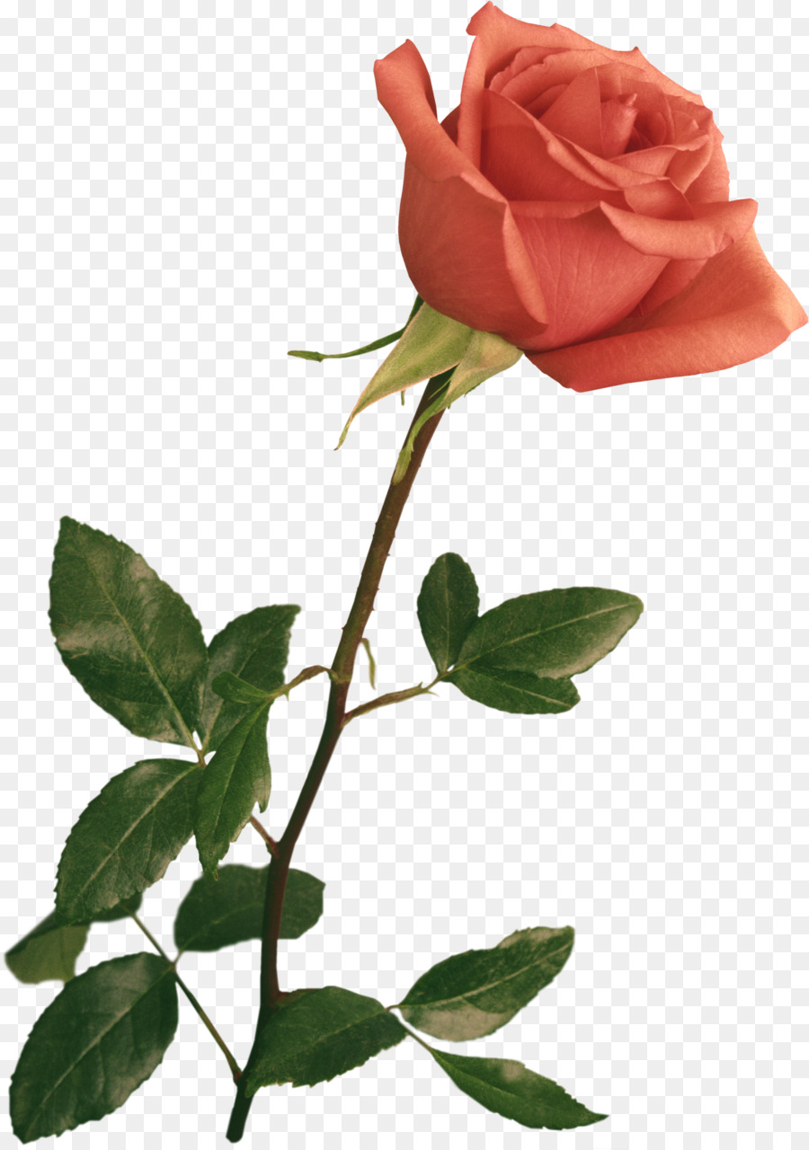 Rose Rose，Floraison PNG