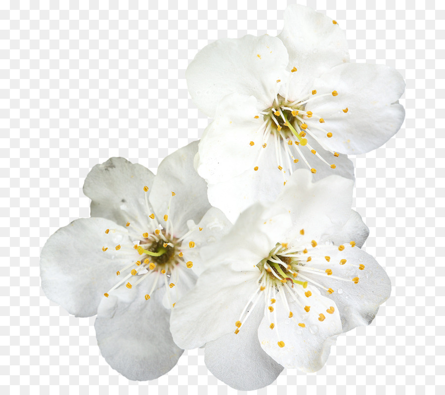 Fleurs Blanches，Fleurir PNG