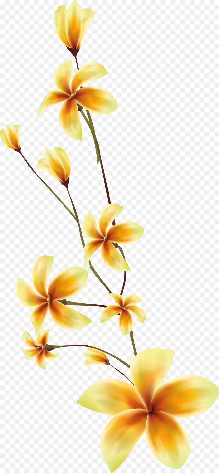 Teigne Des Orchidées，Les Fleurs Coupées PNG