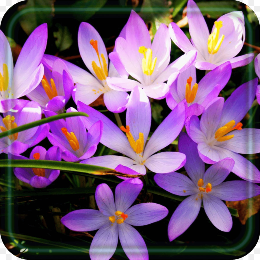 Crocus，Fleur PNG