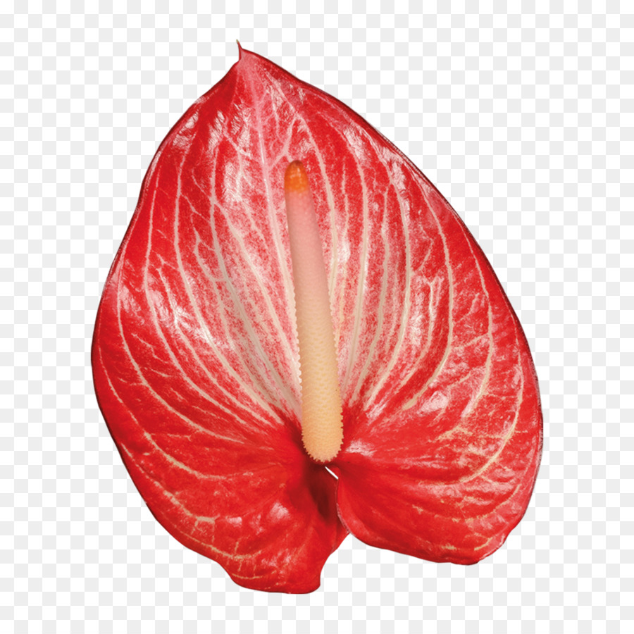 Fleur D'anthurium，Anthurium PNG