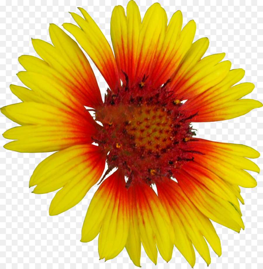 Fleur，Floraison PNG