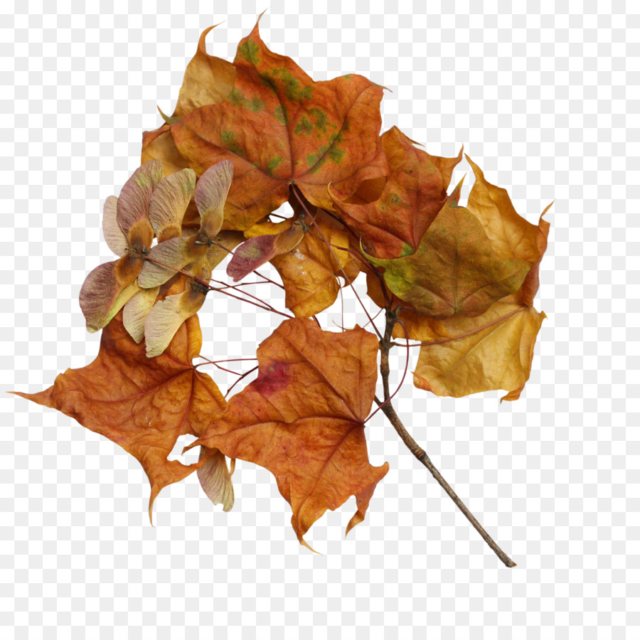 Feuilles Jaunes，Automne PNG