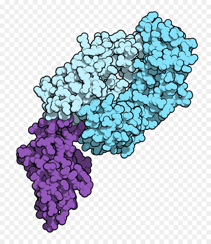 Structure Des Protéines，Molécule PNG