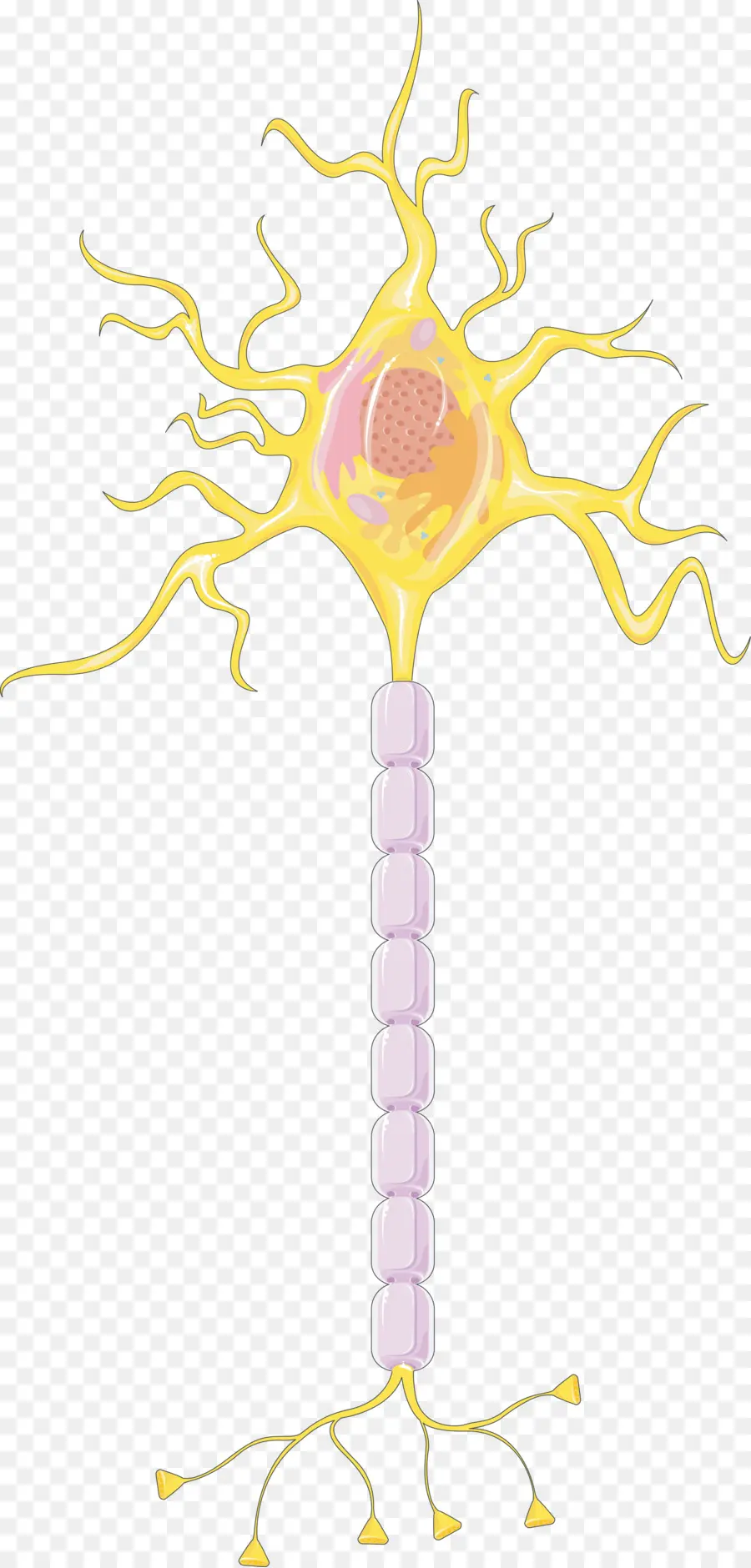 Neurone，Neuromodulation PNG