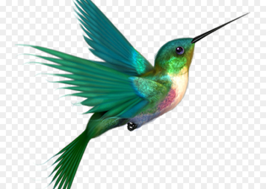 Colibri，Oiseau PNG