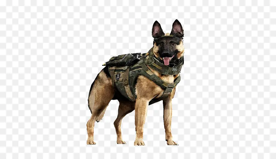 Chien Militaire，Berger Allemand PNG