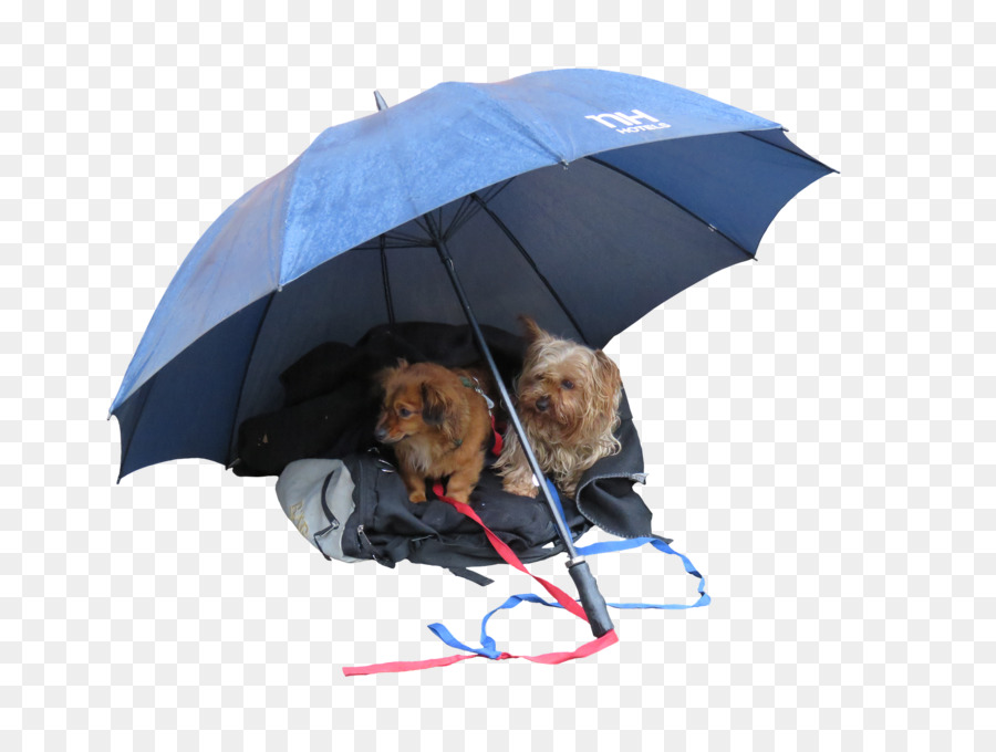 Chien，La Pluie PNG