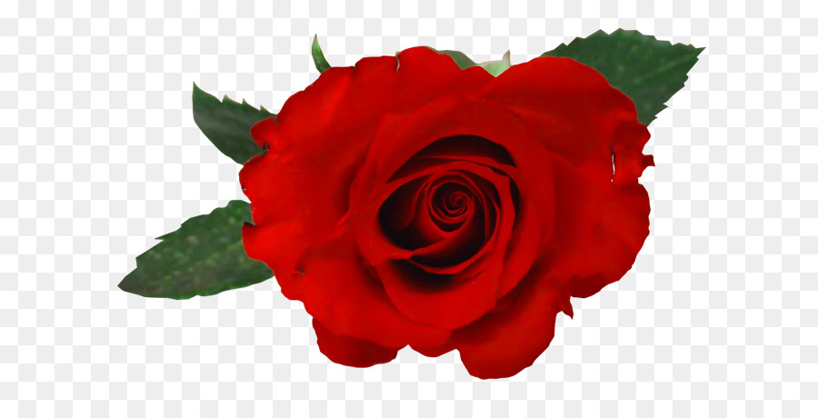 Roses Rouges，Floraison PNG