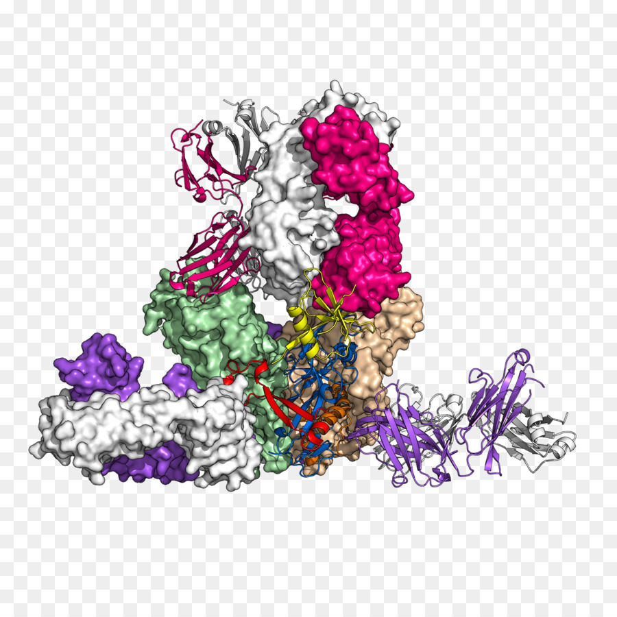 Structure Des Protéines，Molécule PNG