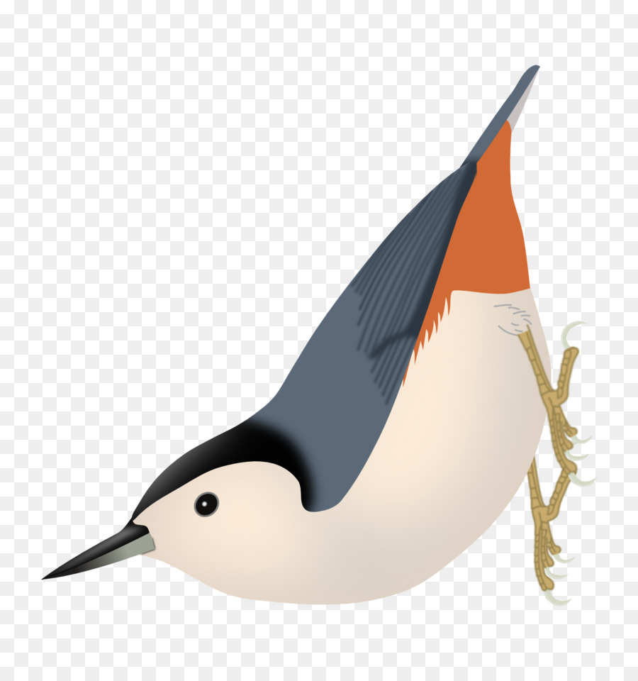 Oiseau，Plumes PNG