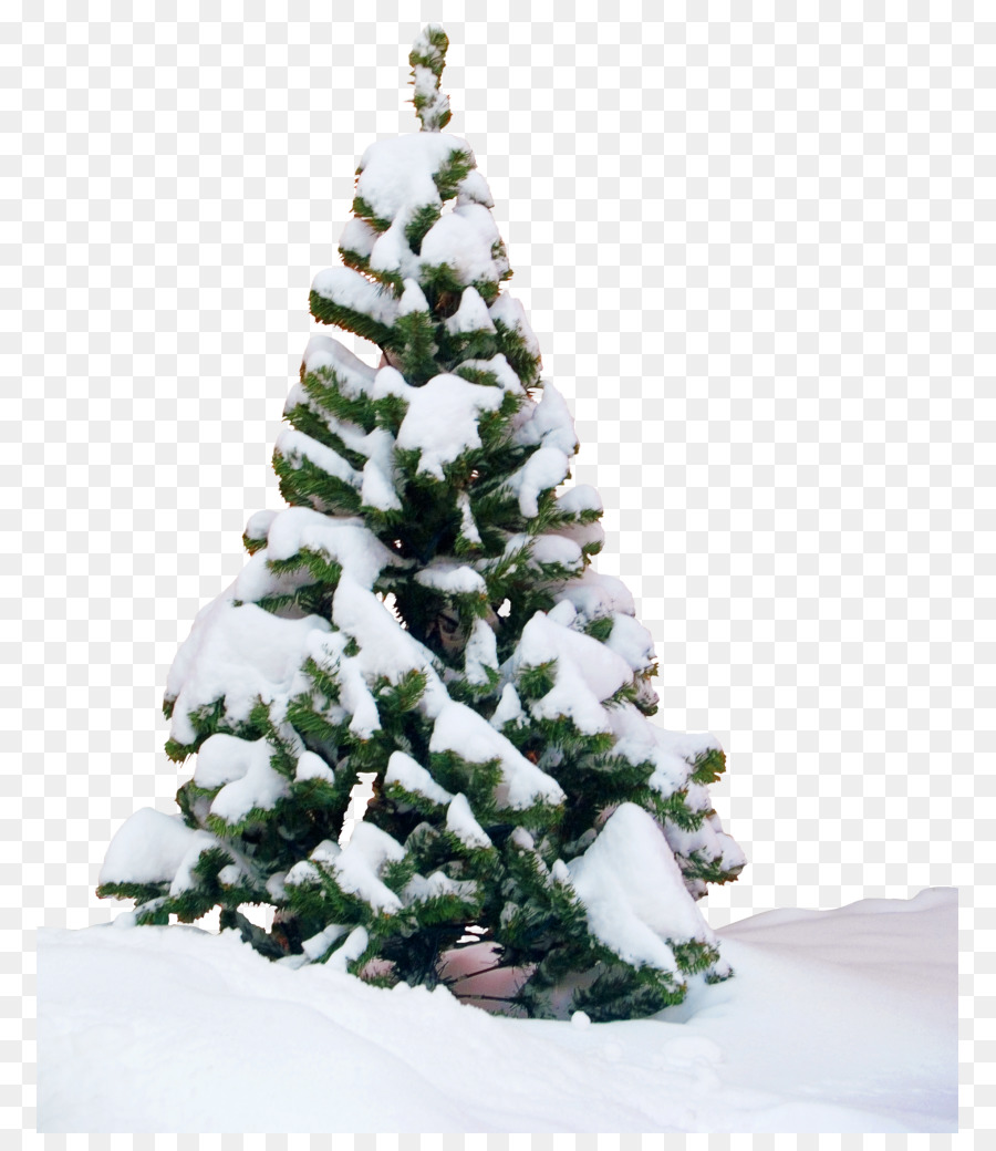 Arbre Enneigé，Hiver PNG