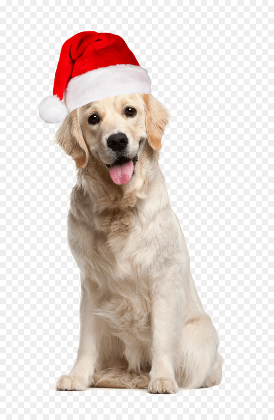 Chien Avec Bonnet De Noel，Golden Retriever PNG