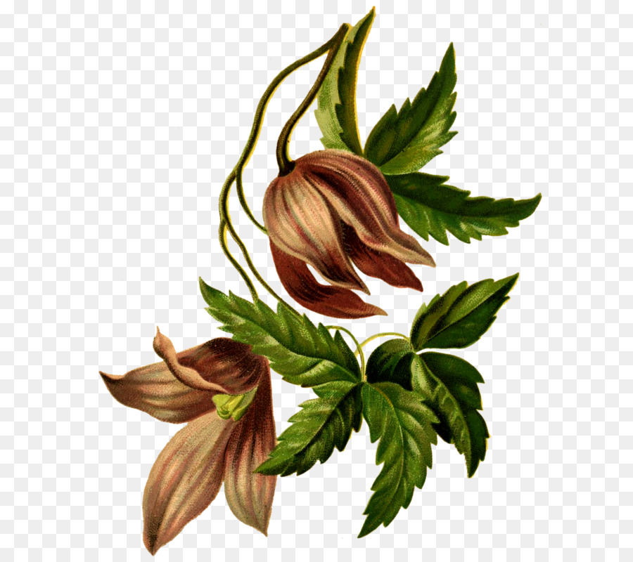 Illustration De Fleurs，Fleur PNG