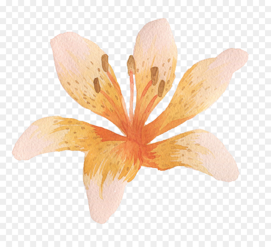 Fleur D'oranger，Pétales PNG