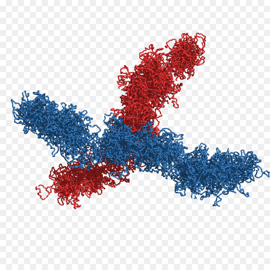 Chromosome，L Espace Tridimensionnel PNG