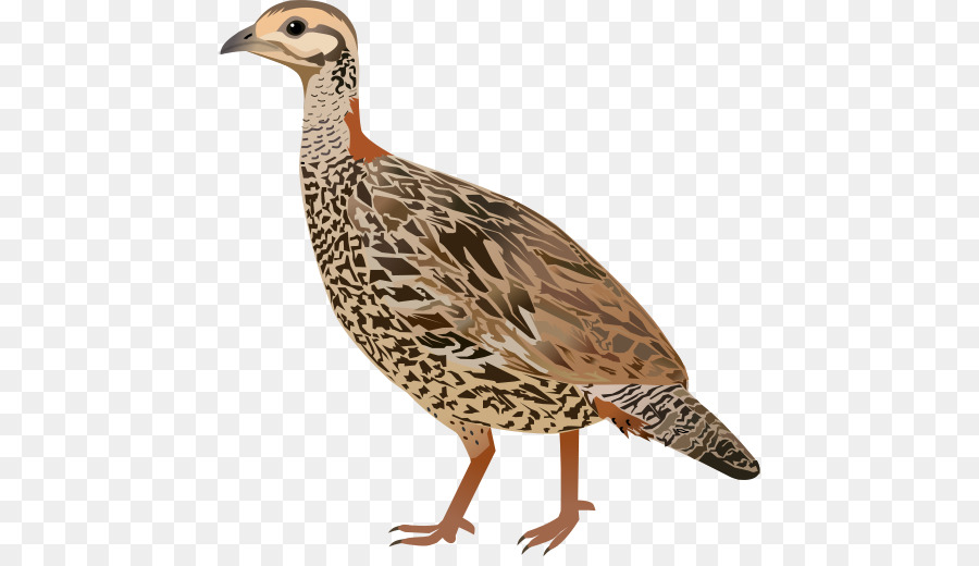 Oiseau La Perdrix Grise Le Francolin Noir Png Oiseau La