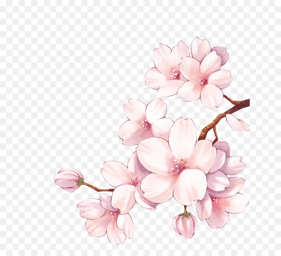 Papier，Fleur De Cerisier PNG