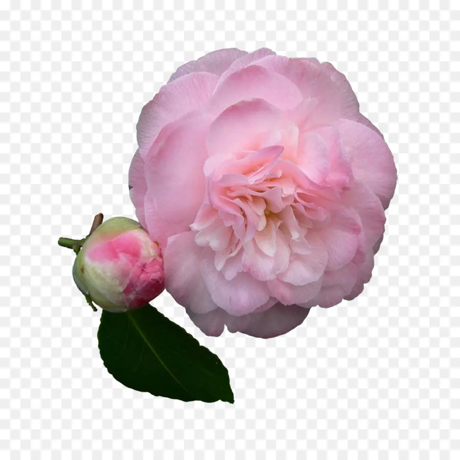 Roses De Jardin，Sasanqua Camellia PNG