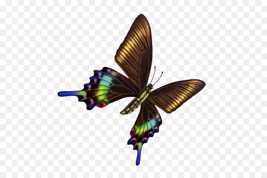 Papillon，Aile PNG