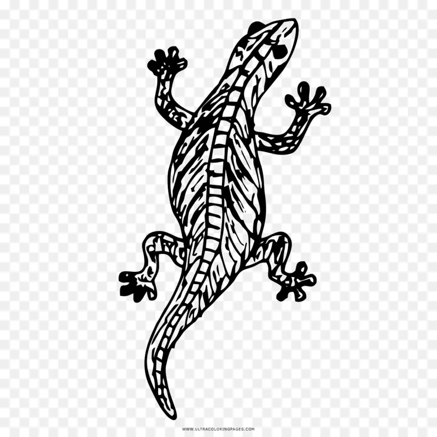 Lézard，Dessin PNG